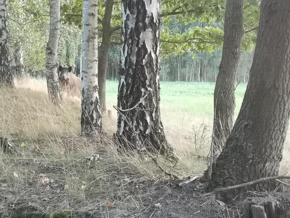 Agroturystyka Plener Miedzichowo Exterior foto