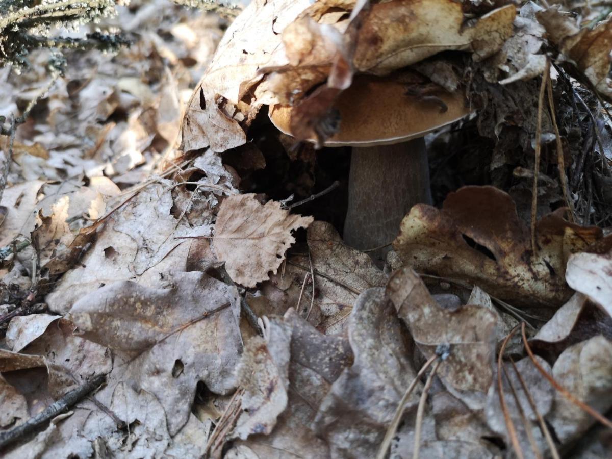 Agroturystyka Plener Miedzichowo Exterior foto