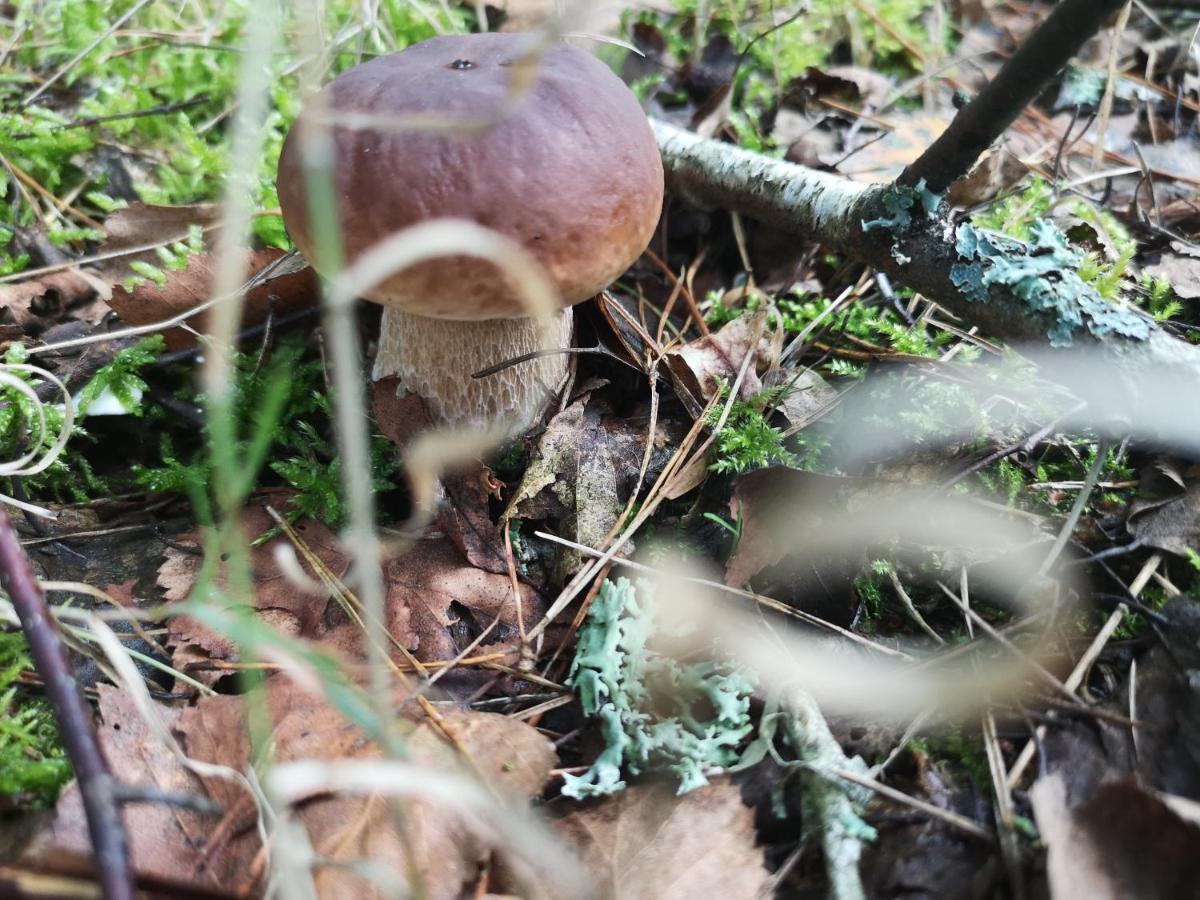 Agroturystyka Plener Miedzichowo Exterior foto